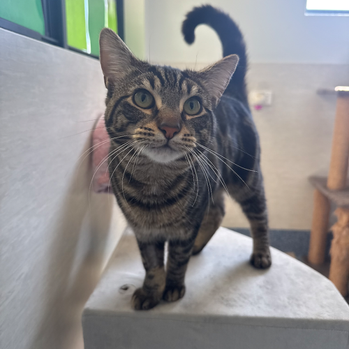 Theodore - Domestic Short Hair (DSH) Cat