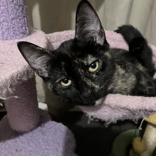 Mona - Domestic Short Hair (DSH) Cat