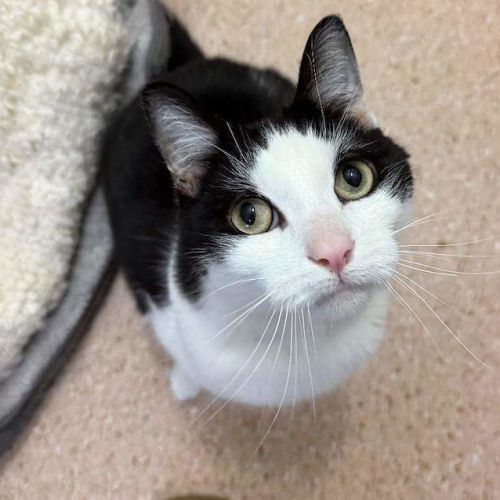 Shadow - Domestic Short Hair (DSH) Cat