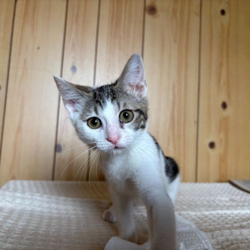 Miss Lou - Domestic Short Hair (DSH) Cat