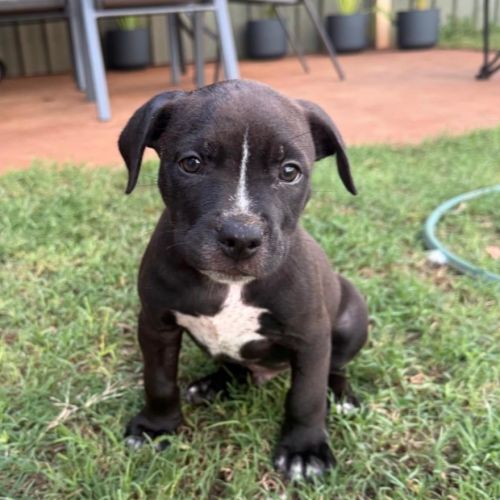 Hendrix - Mixed breed Dog