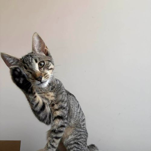 Oolong - Domestic Short Hair (DSH) Cat