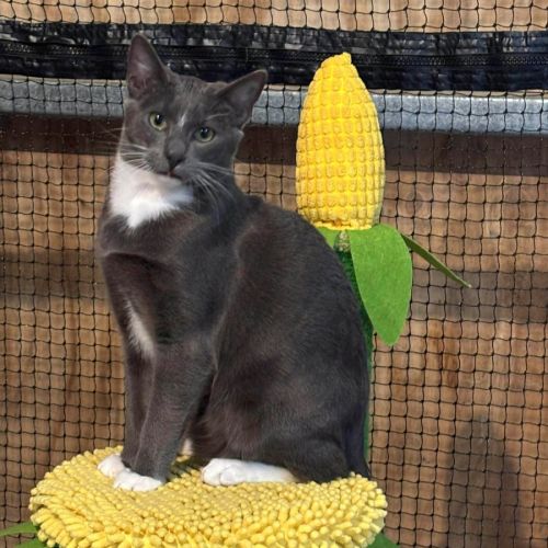 Emmet  - Domestic Short Hair (DSH) Cat