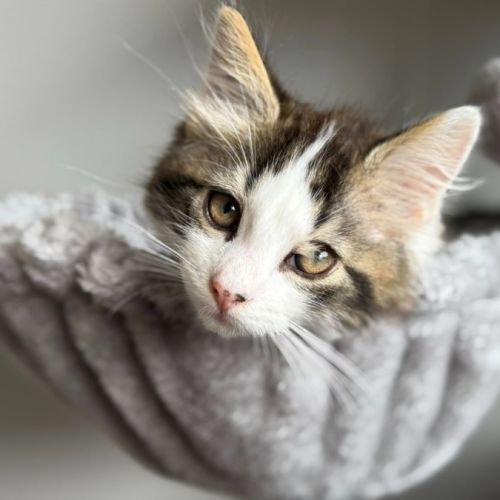 Spike - Domestic Long Hair (DLH) Cat