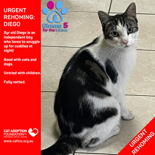 Diego - Domestic Short Hair (DSH) Cat