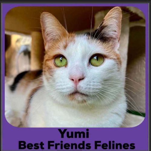 Yumi - Munchkin Cat