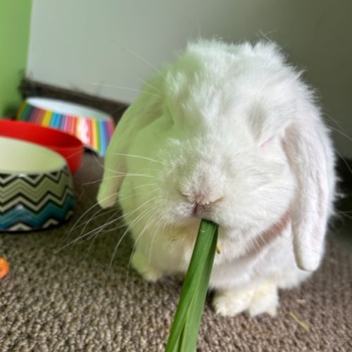 Bounty - Lop Eared Rabbit