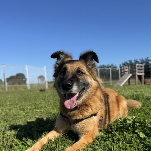 Bess - German Shepherd Dog