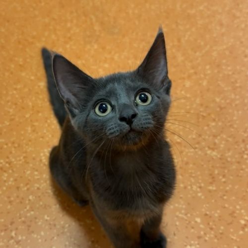 Bubbles - Domestic Short Hair Cat