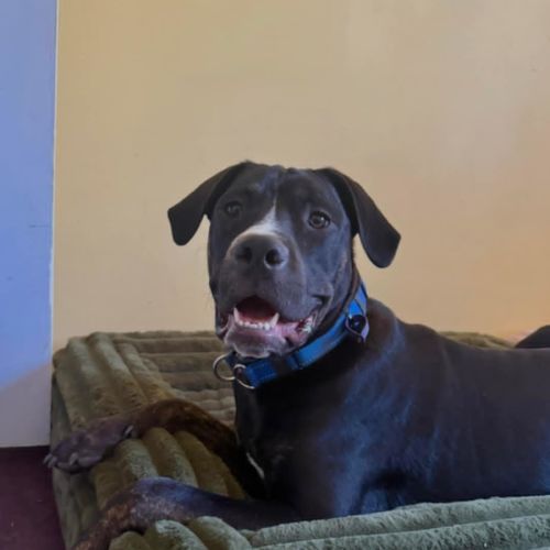 Luigi - Staffordshire Bull Terrier Dog