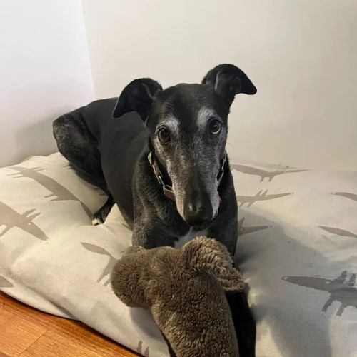 Duke - Greyhound Dog