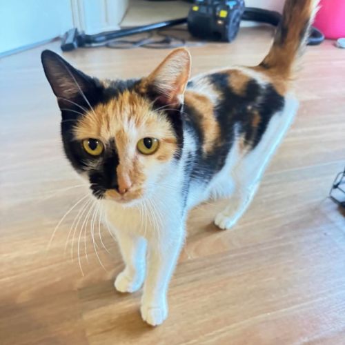 Snowflake - Domestic Short Hair (DSH) Cat
