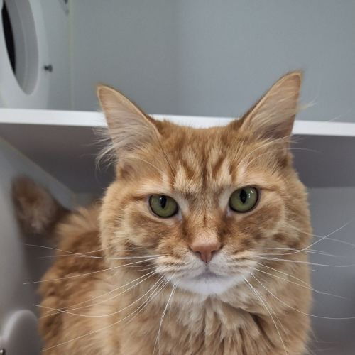 Marmalade - Domestic Medium Hair Cat