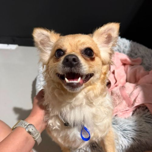 Barry - 16 Month Old Pomeranian X - Pomeranian Dog