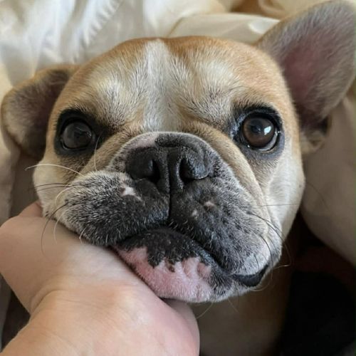 Lulu 🌸 Assisted Rehome - French Bulldog