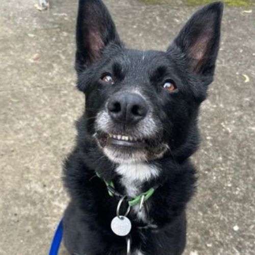 Ace - Border Collie x Kelpie Dog