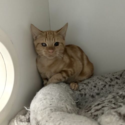 Fury - Domestic Short Hair (DSH) Cat