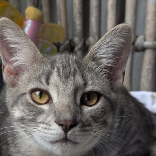 Wren - Domestic Short Hair (DSH) Cat