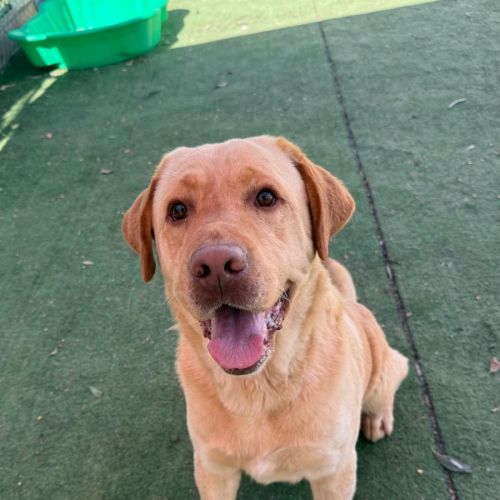 Ricky - Labrador Retriever Dog