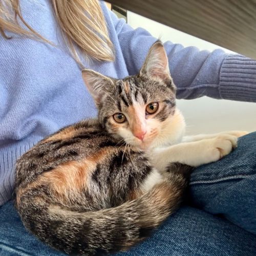 Kimchi - Domestic Short Hair (DSH) Cat