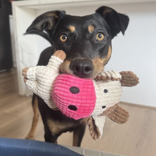 Ruby - Kelpie Dog