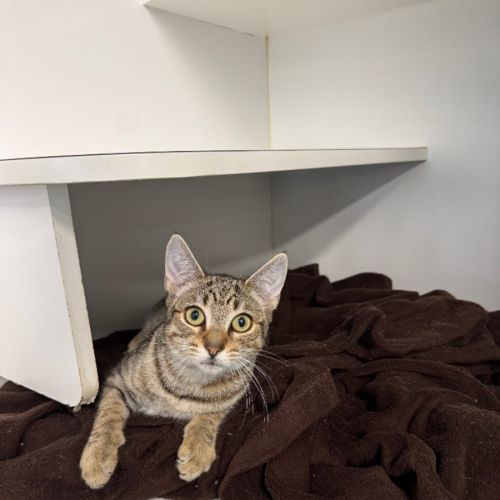 Ingeborg Bachmann - Domestic Short Hair (DSH) Cat