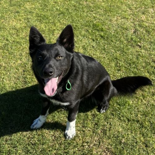 Axel - Border Collie x Australian Koolie Dog