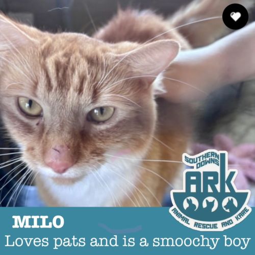 Milo - Domestic Long Hair (DLH) Cat