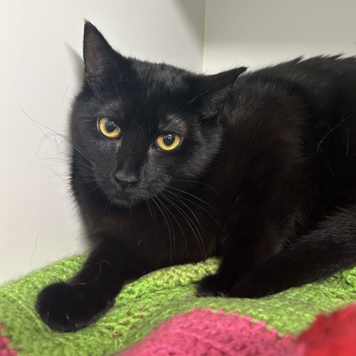 Alec  - Domestic Short Hair Cat