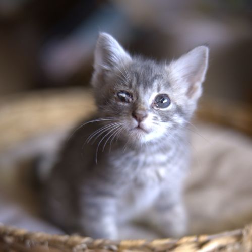 Tiggy - Domestic Short Hair (DSH) Cat