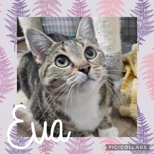 Eva  - Domestic Short Hair (DSH) Cat