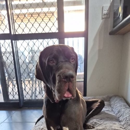 Belvedere - Great Dane Dog