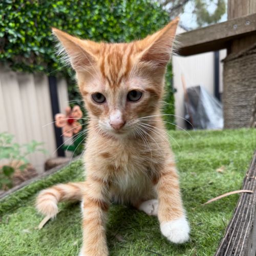 Seth - Domestic Short Hair (DSH) Cat