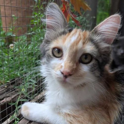 Wattle - Domestic Short Hair (DSH) Cat