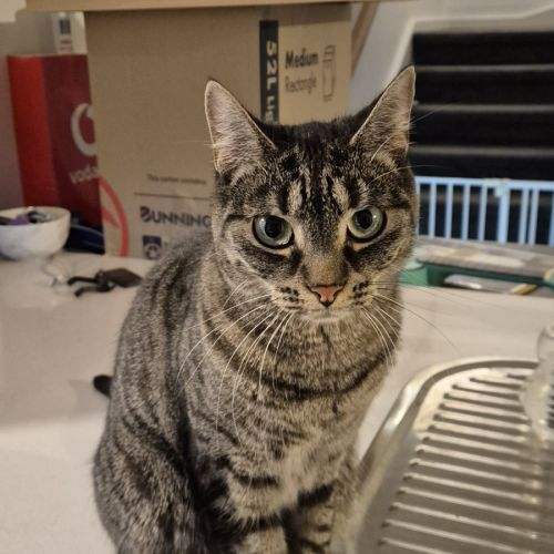 Mabel - Domestic Short Hair (DSH) Cat