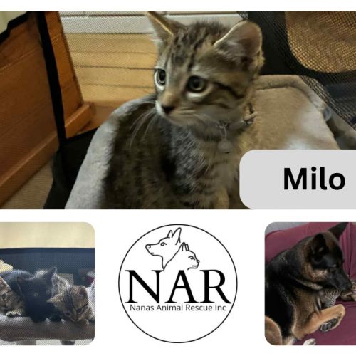 Milo  - Domestic Short Hair (DSH) Cat