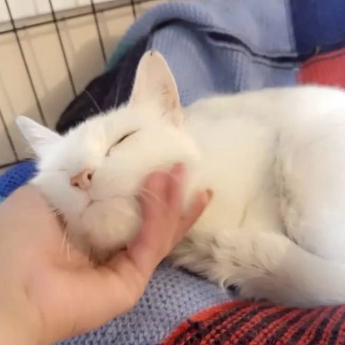 Trixie - Domestic Medium Hair (DMH) Cat