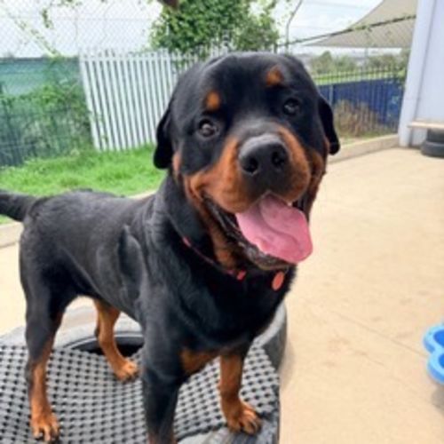 Shaka - Rottweiler Dog