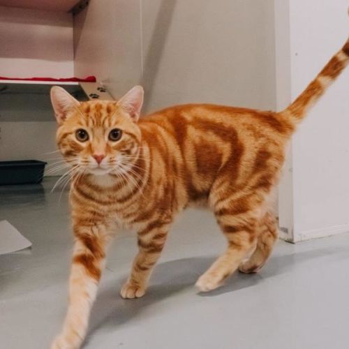Antonio Bulleau - Domestic Short Hair (DSH) Cat