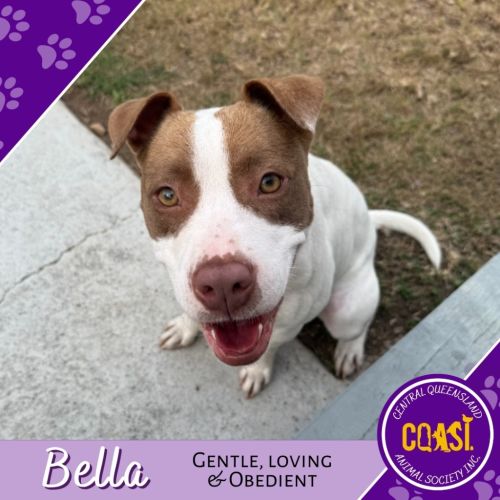 Bella - Staffordshire Bull Terrier Dog
