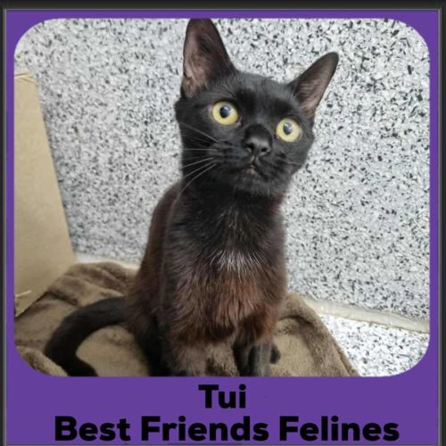 Tui  - Domestic Short Hair (DSH) Cat