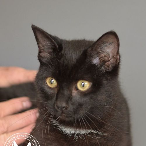 Kate - Domestic Short Hair Cat