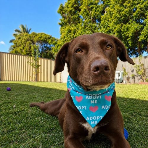 Jackie - Australian Kelpie Dog