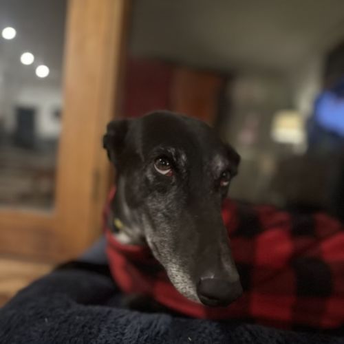 Swifty - Greyhound Dog