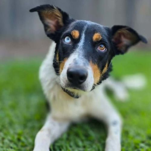 JJ - Border Collie Dog
