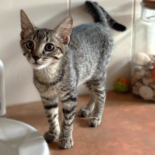 Quartz - Domestic Short Hair (DSH) Cat