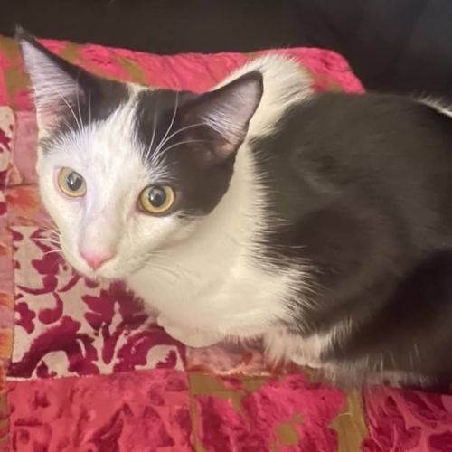 Oscar - 7 Month Old Domestic Medium Hair - Domestic Medium Hair (DMH) Cat