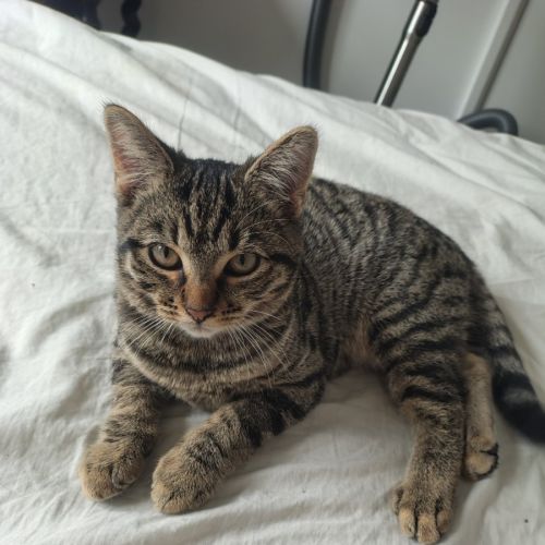 Lance - Domestic Short Hair (DSH) Cat