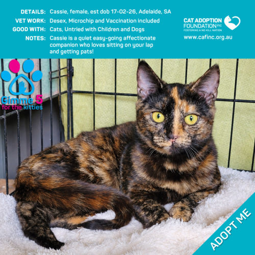 Cassie - Domestic Short Hair (DSH) Cat