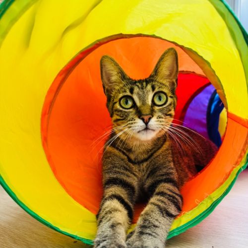 Edna - Domestic Short Hair (DSH) Cat